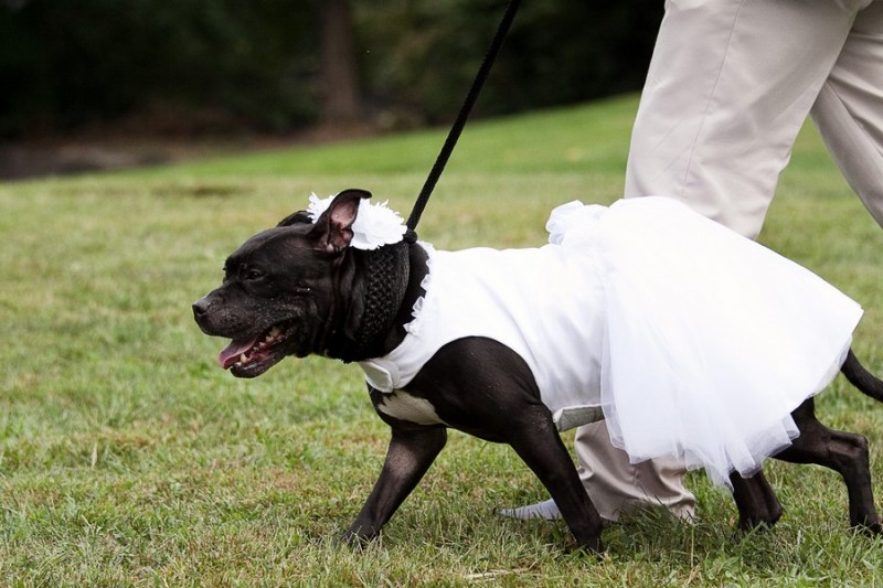 Photograph of ring bearer by Connecticut Wedding Photographer